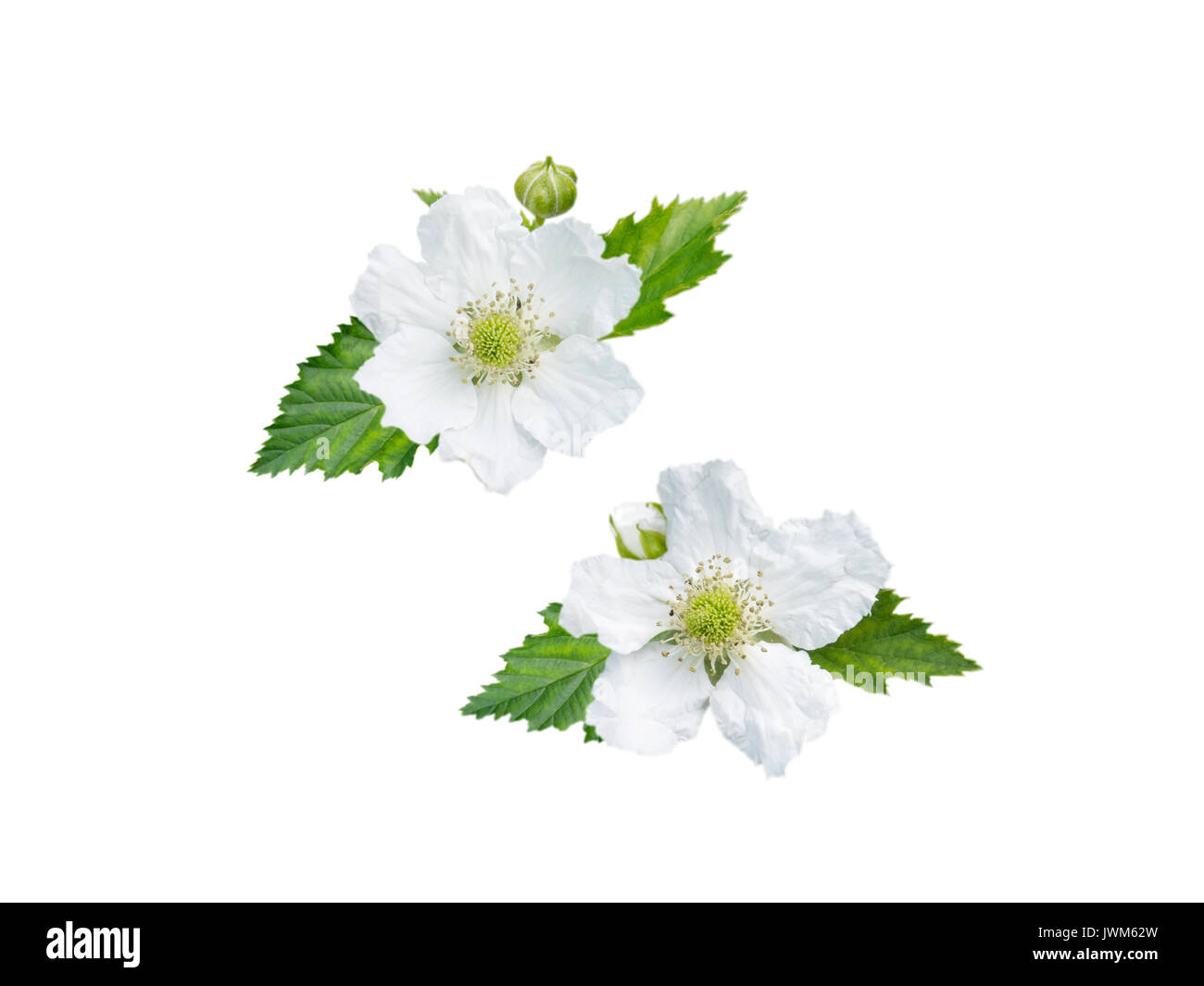 Blackberry flowers, buds and leaves isolated on white Stock Photo