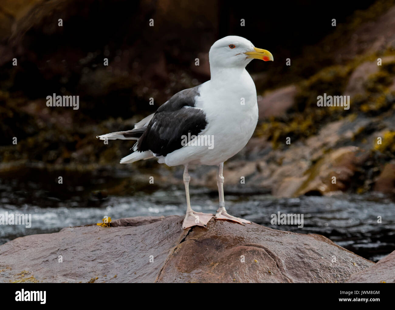 THE GREAT BLACK-BACKED GULL IS THE LARGEST AND MOST BULKY GULL.  RARELY SEEN INLAND.  IT HAS A HEAVY BILL AND BROAD WINGS. Stock Photo