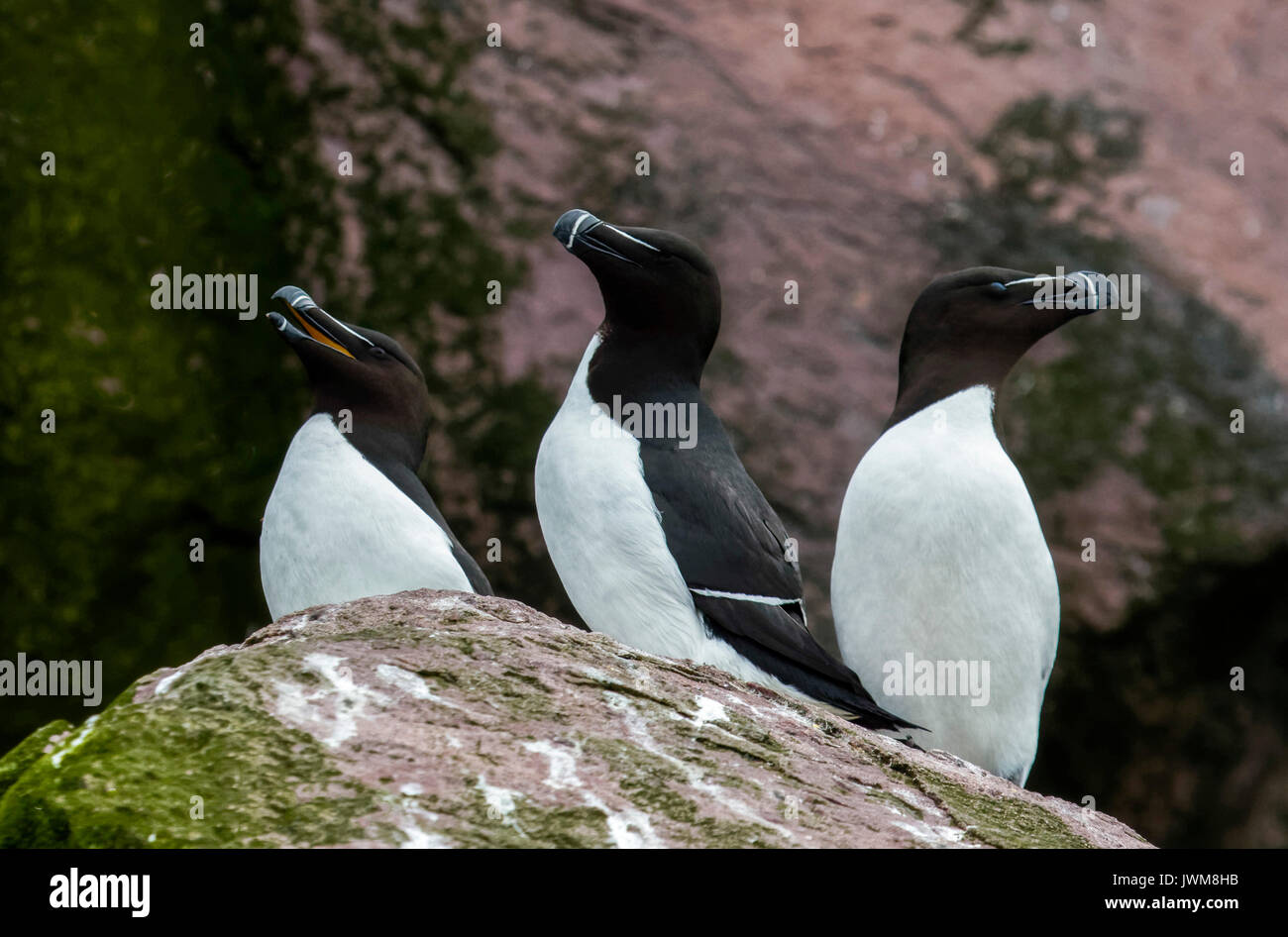 Razorbill birds come to land only to breed. They choose one mate for life and females lay only one egg per year. Stock Photo