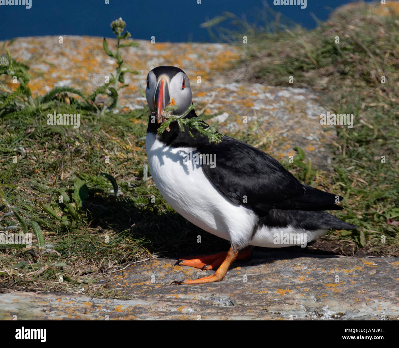 Newfoundland is one of the prime breeding grounds for Atlantic Puffin.  They are short, comical birds that live in tunnels along the cliffs. Stock Photo