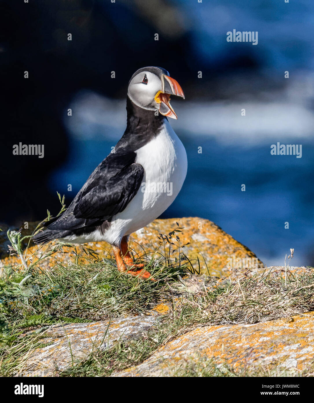 Newfoundland is one of the prime breeding grounds for Atlantic Puffin.  They are short, comical birds that live in tunnels along the cliffs. Stock Photo