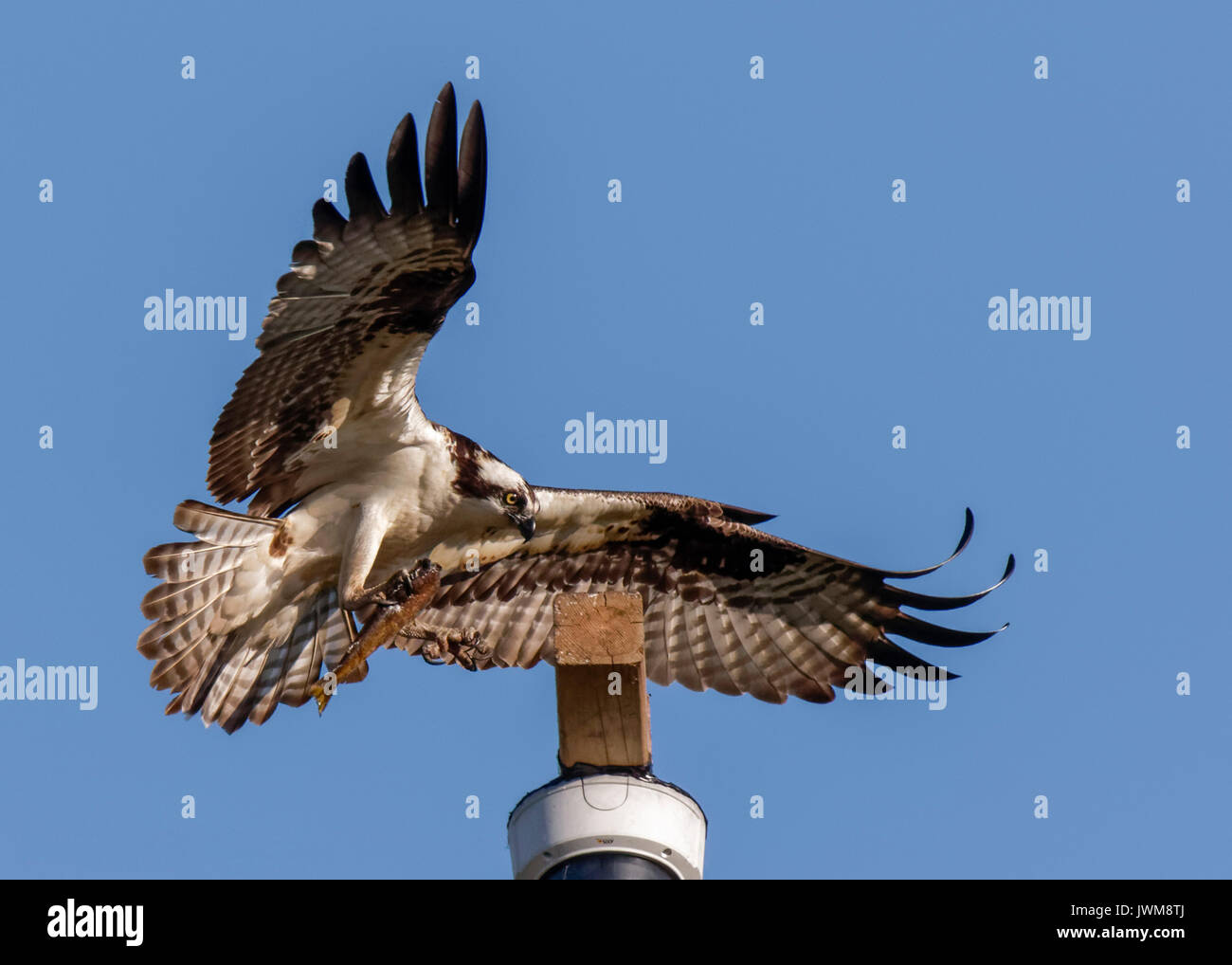OSPREY BRINGING FISH INTO NEST FOR BABIES Stock Photo Alamy