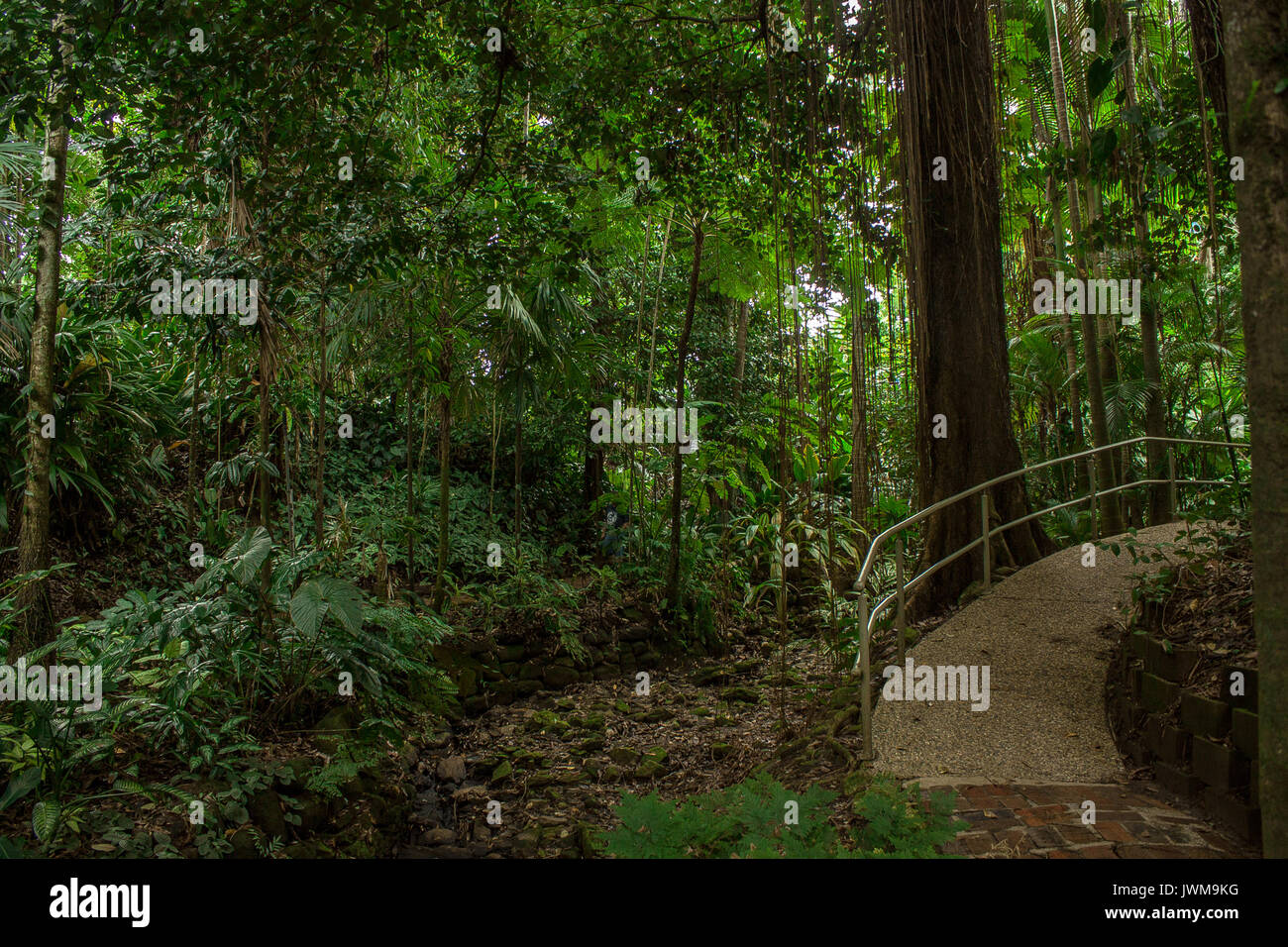 A photo of deep forest/Jungle. Stock Photo