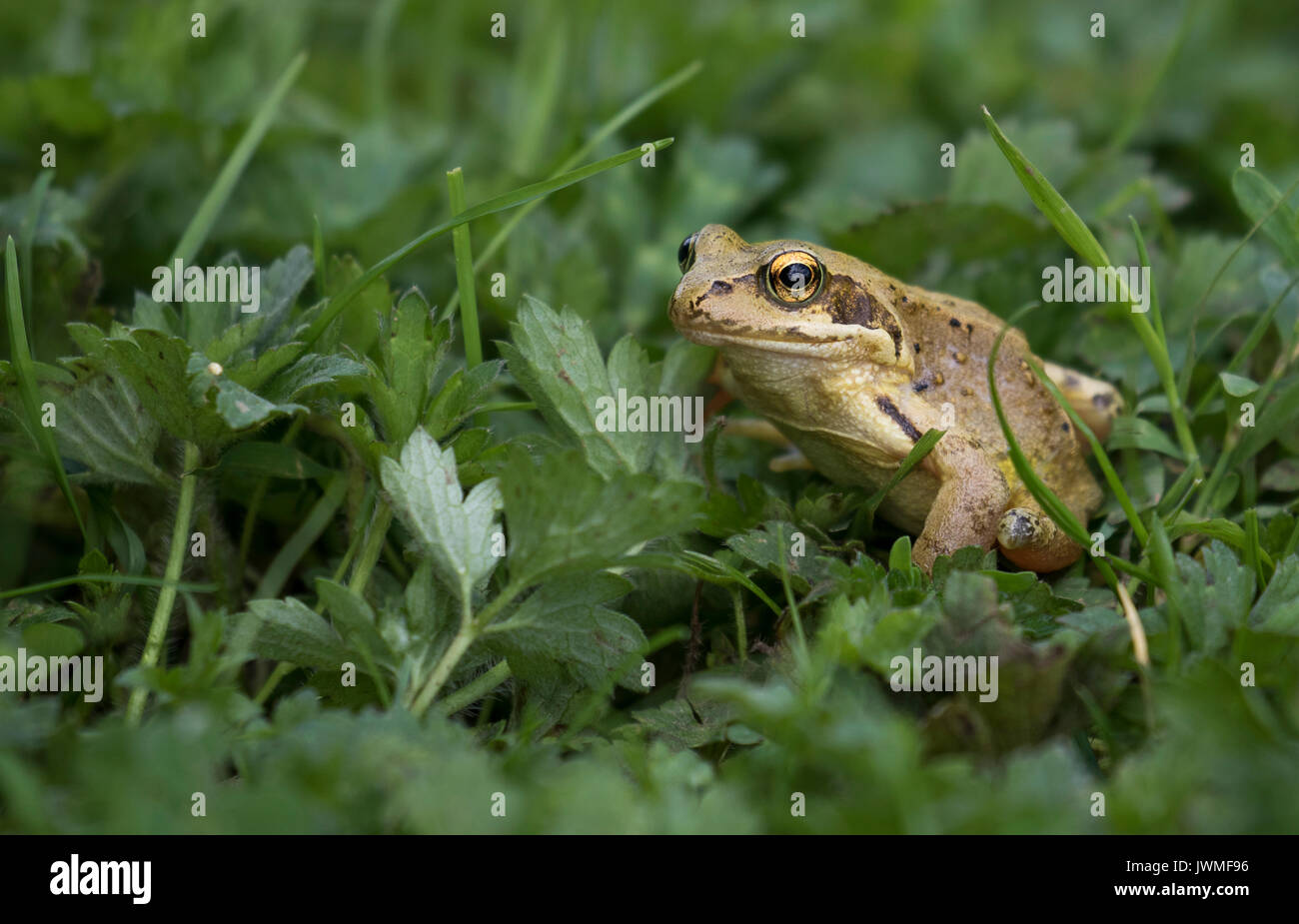 Frog weed pond hires stock photography and images Alamy
