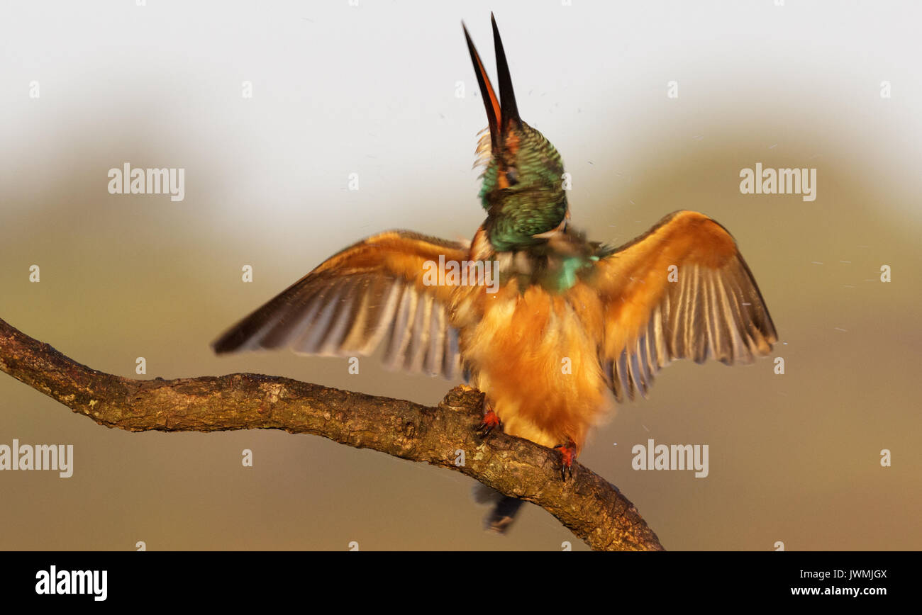 Alcedo Atthis - Kingfisher Stock Photo