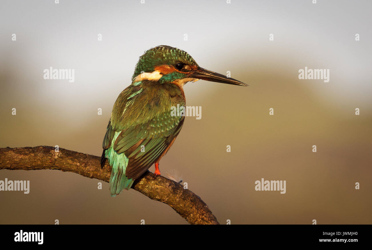 Alcedo Atthis - Kingfisher Stock Photo