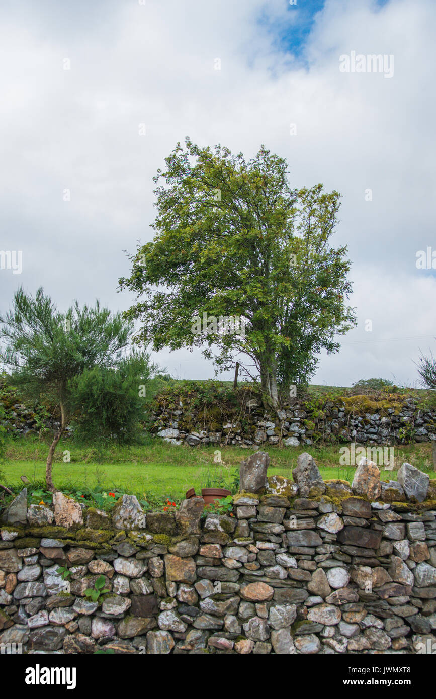 Irish Countryside with Trees and Stone Walls Stock Photo