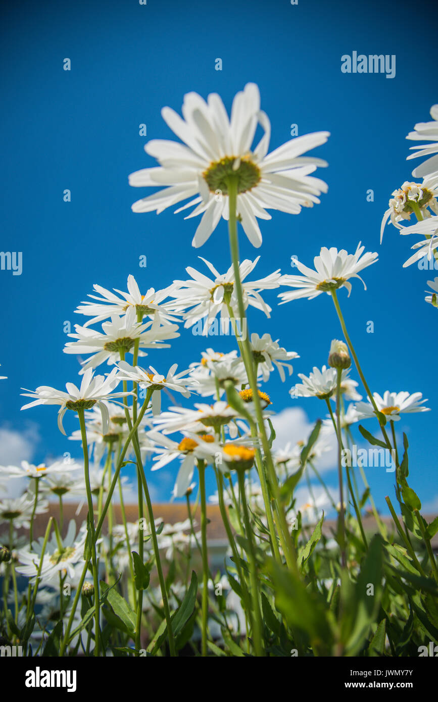 Pushing up the daisies hires stock photography and images Alamy