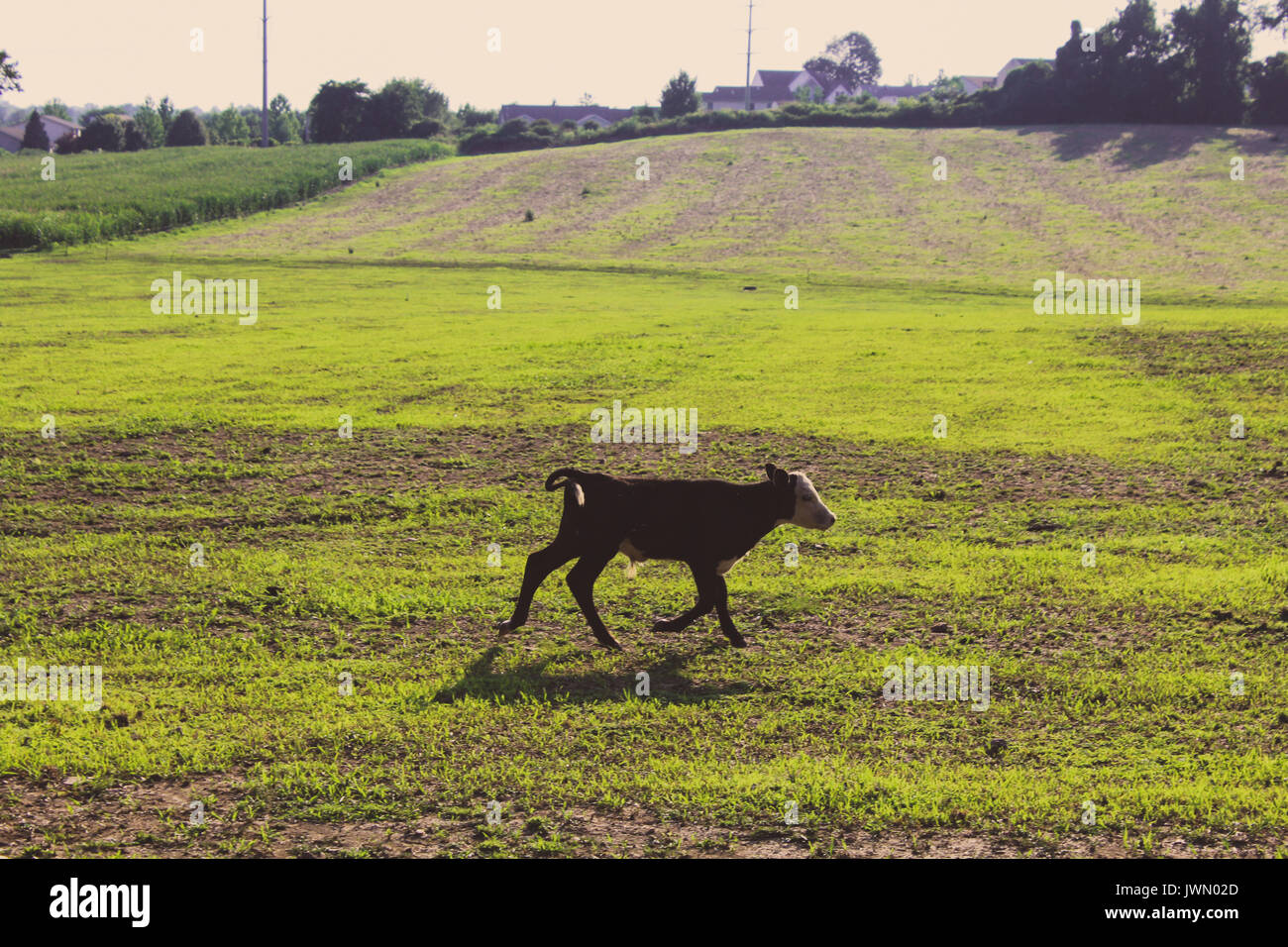 Open Field of a Farm Stock Photo Alamy