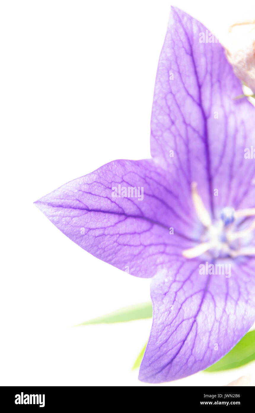 Backlit petals of a purple Balloon Flower (Platycodon grandiflorus) Stock Photo