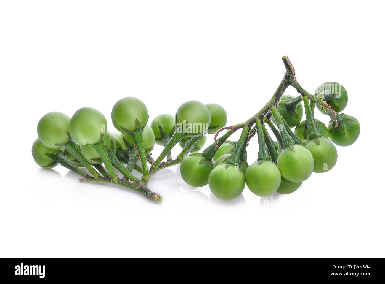 turkey berry isolated on white background Stock Photo