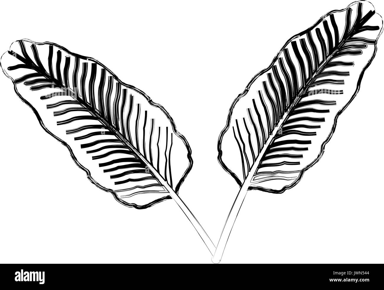 two tropical palm leaves exotic natural vector illustration Stock ...
