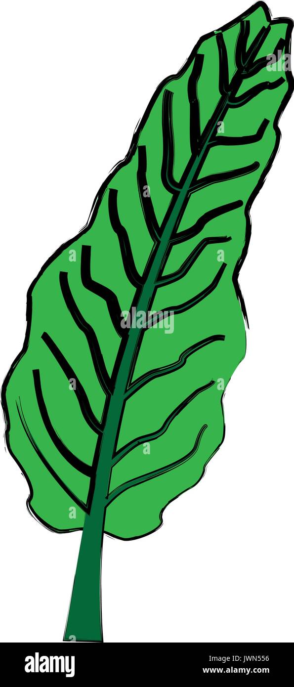 exotic tropical leave botanical flora icon Stock Vector Image & Art - Alamy