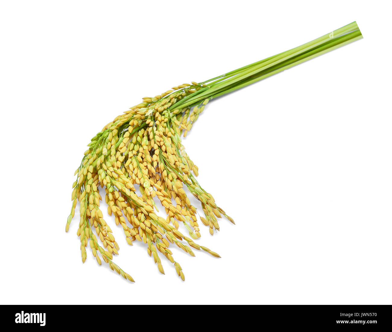 Paddy Rice Color green paddy rice isolated on white background Stock Photo - Alamy