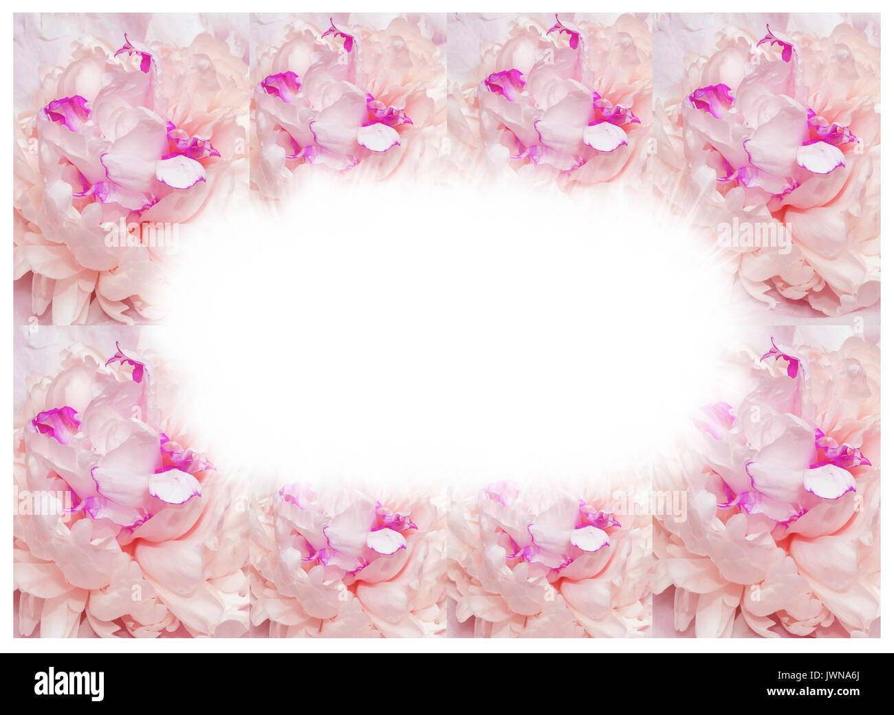 The fresh bright blooming peonies flowers Stock Photo