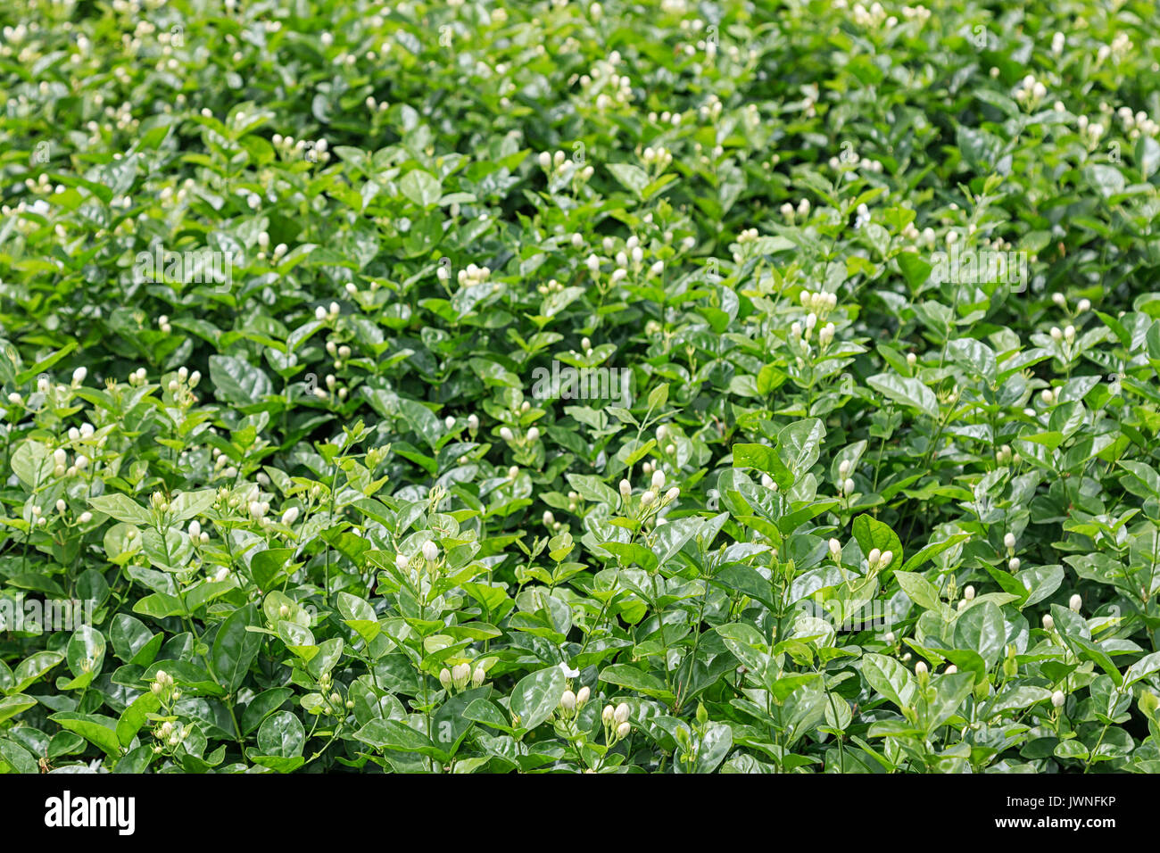 Close up of a Jasmine plant in HengXian, the Chinese capital of Jasmine