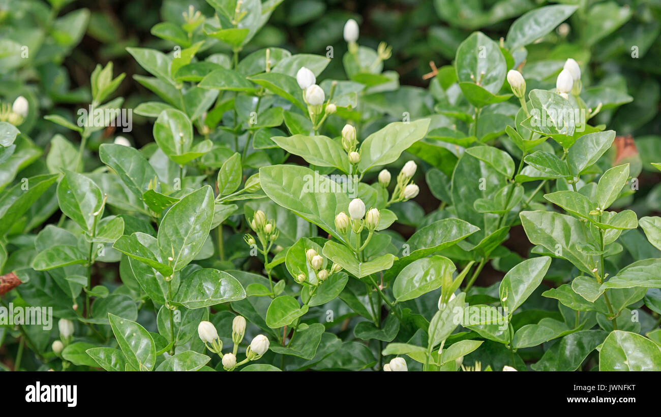 Close up of a Jasmine plant in HengXian, the Chinese capital of Jasmine