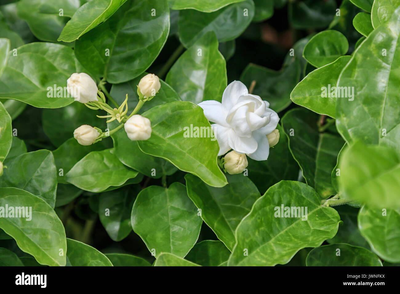 Chinese jasmine plant hires stock photography and images Alamy