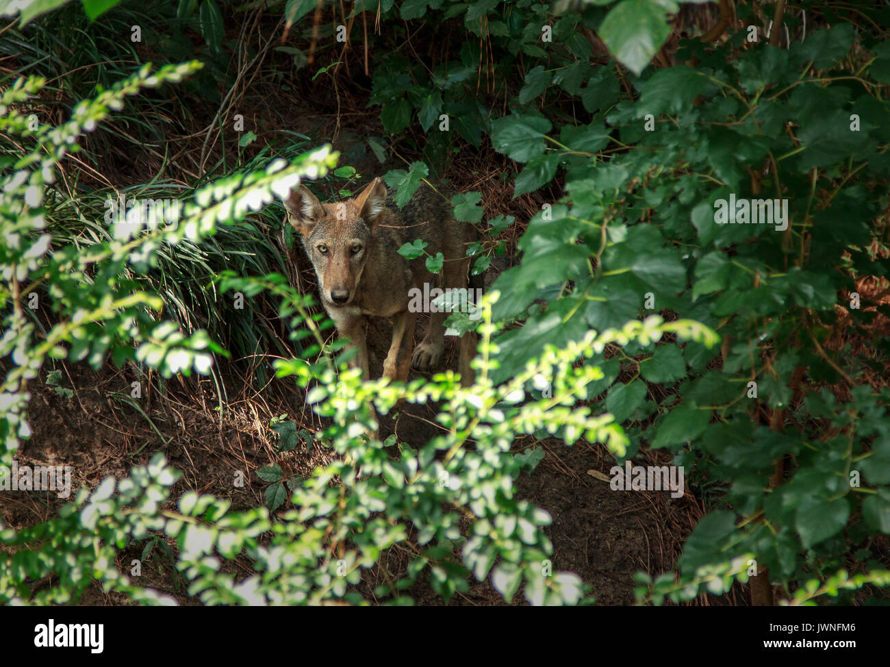 Captive Red Wolf Pup Canis rufus Durham Museum of life and science Stock Photo