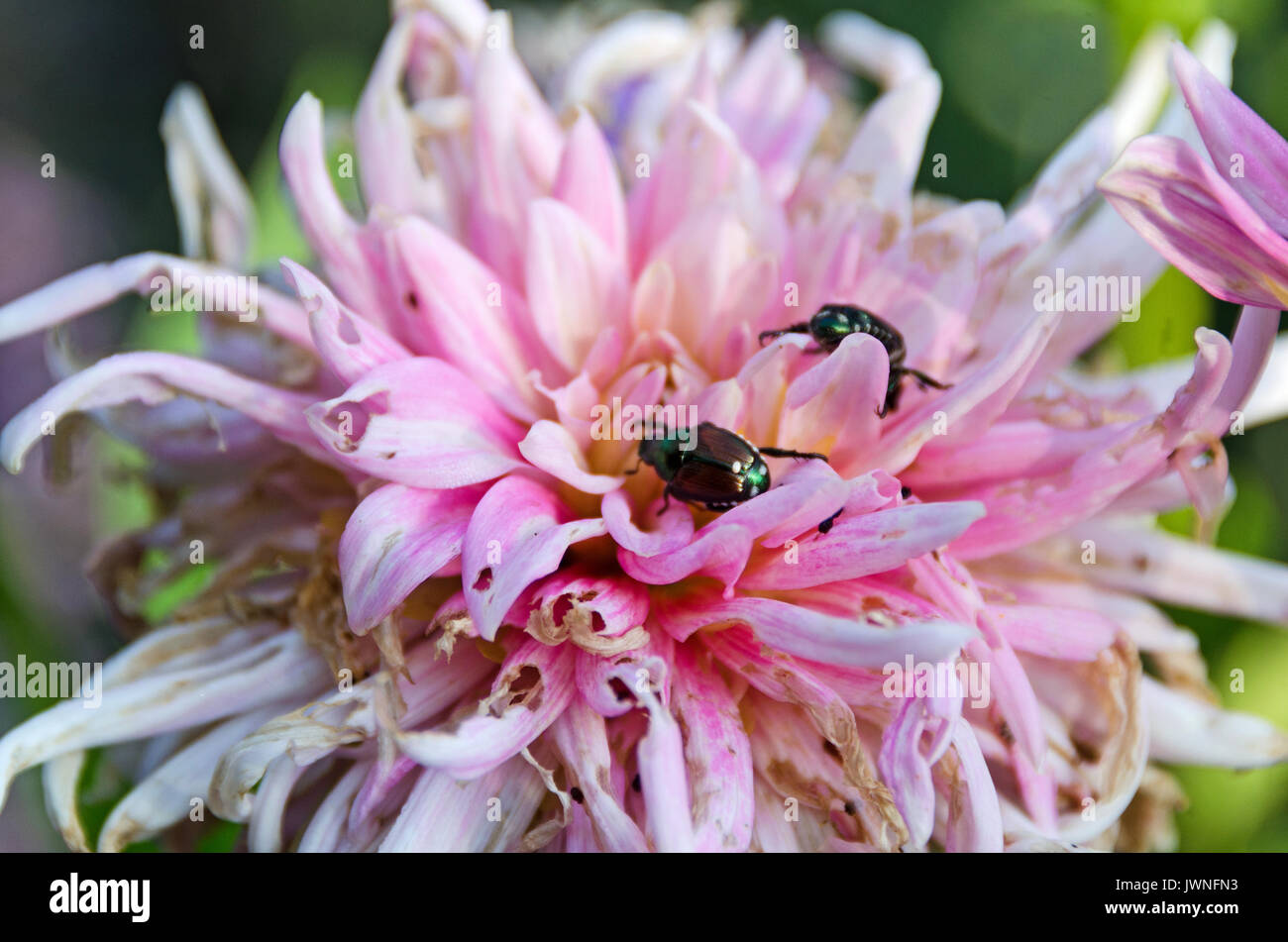 Popillia japonica japanese beetle hi-res stock photography and images ...