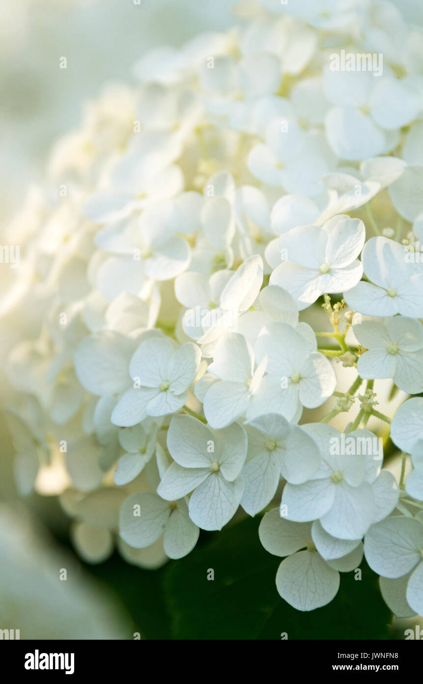Hydrangeas summer new england hi-res stock photography and images - Alamy
