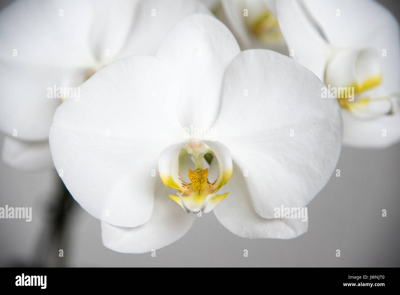 Pure white phalaenopsis orchid growing on a spike in a spa, health and wellness concept Stock Photo