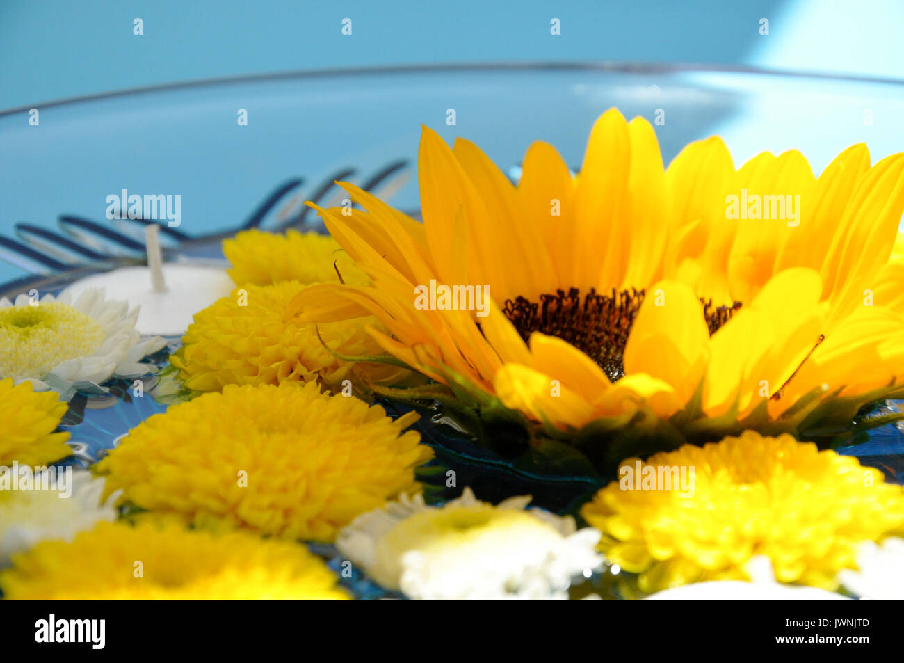 Tranquil Close Up of Sunny Yellow Sunflower Floating in Small Bowl of