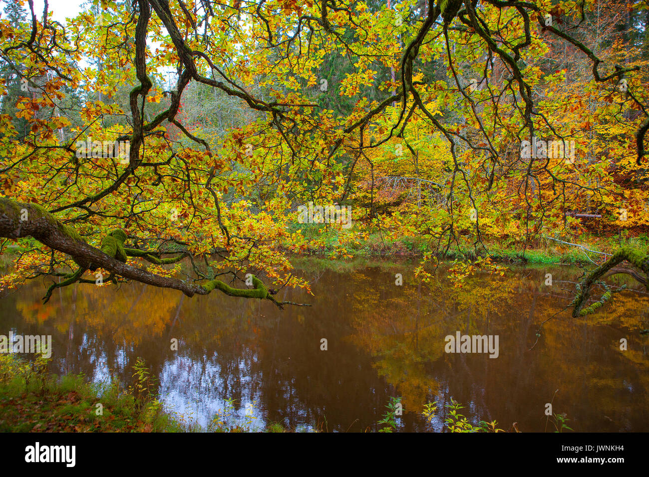 Autumn forest along the river Stock Photo - Alamy