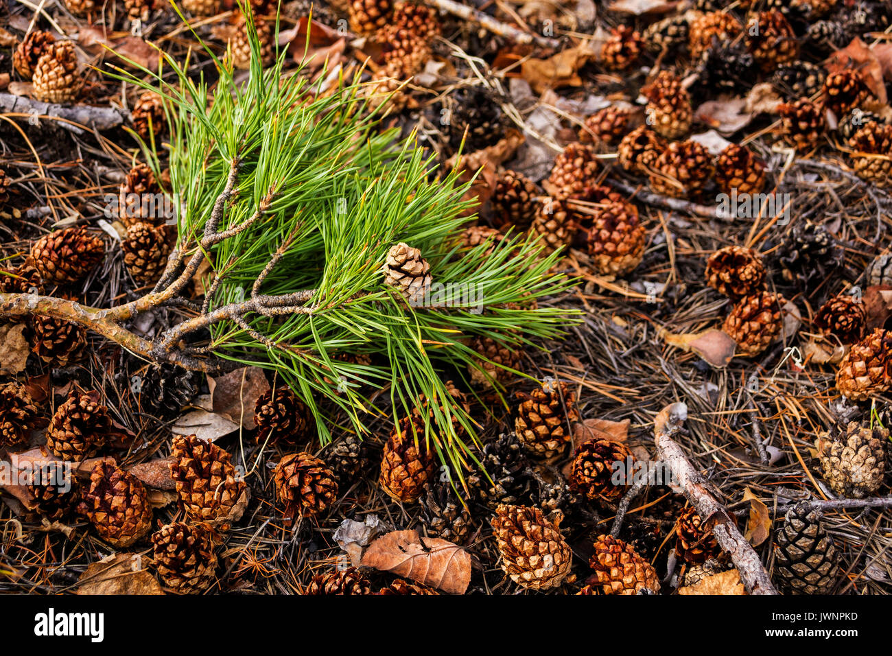 Pine branch with green needles and cones lying on the ground Stock ...