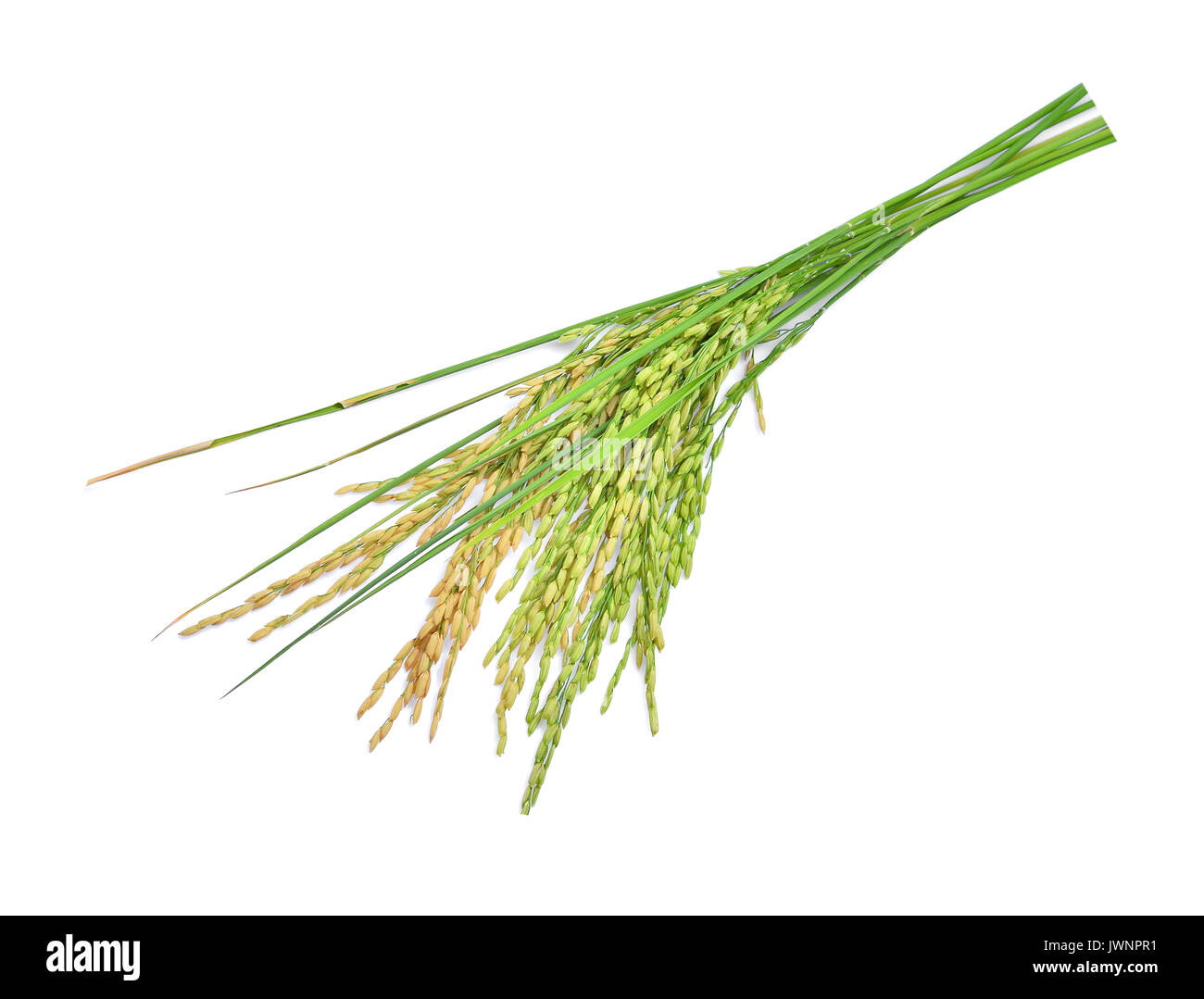 Paddy Rice Color green paddy rice isolated on white background Stock Photo - Alamy