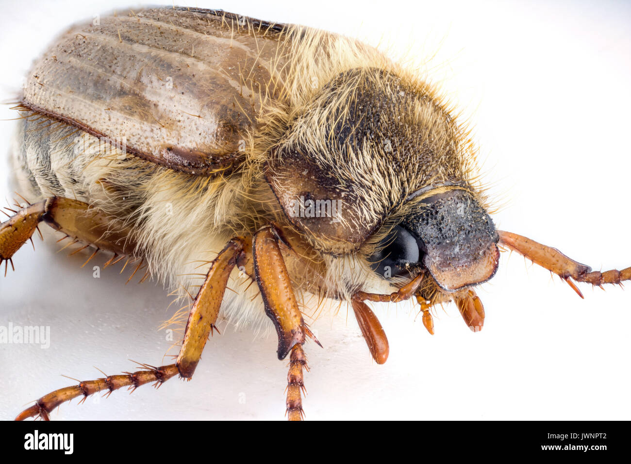 Bug Cockchafer isolated on white background macro photography Stock Photo