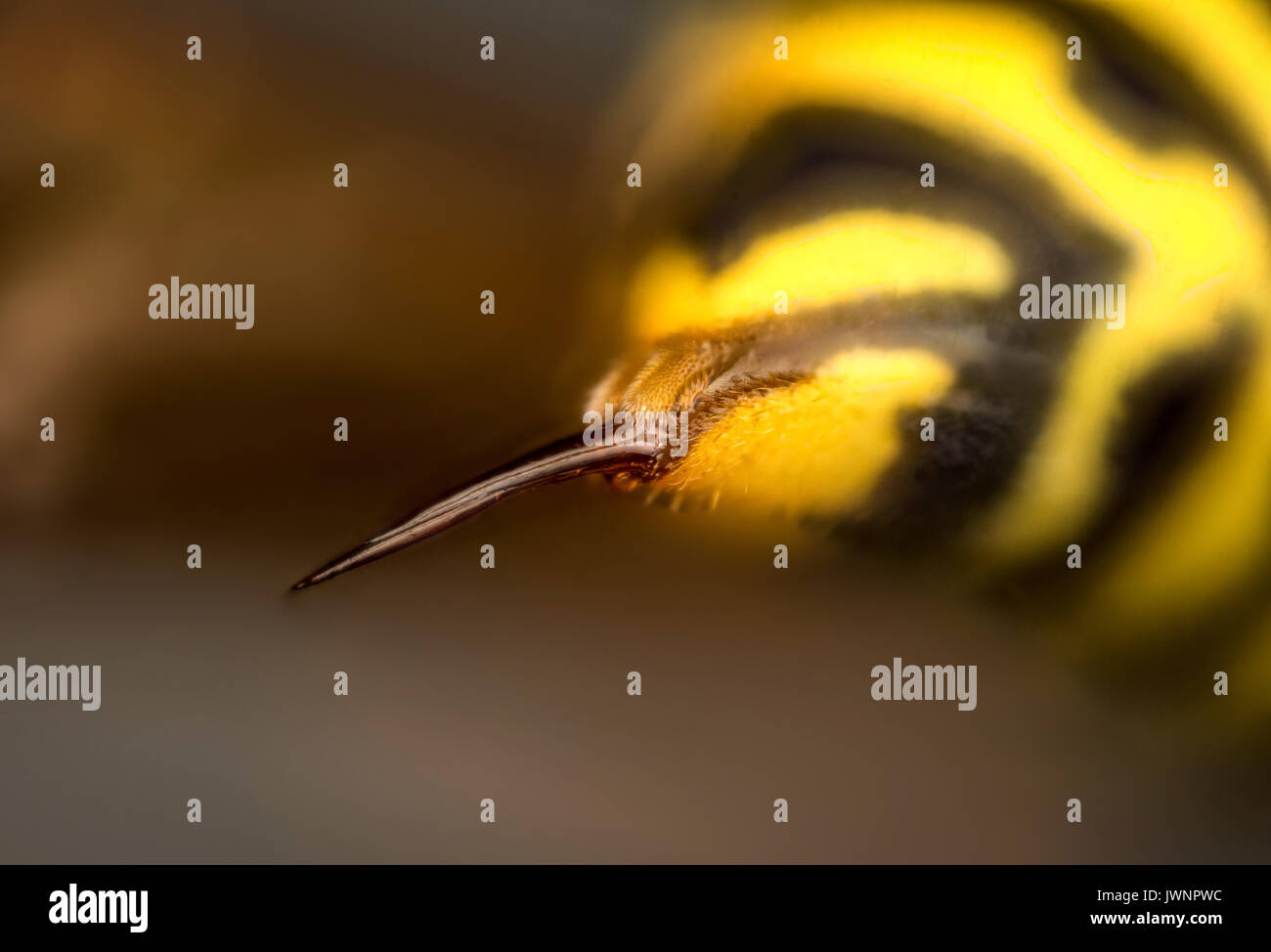 Yellow jacket wasp sting hires stock photography and images Alamy