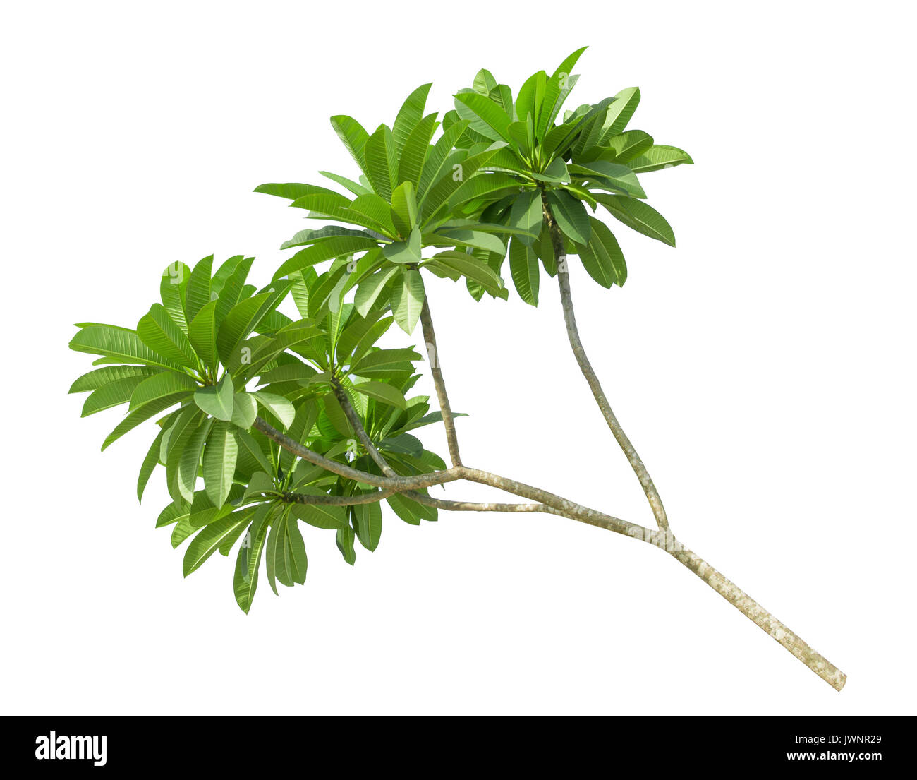 branch of green frangipani leaf isolated on white background, top view Stock Photo