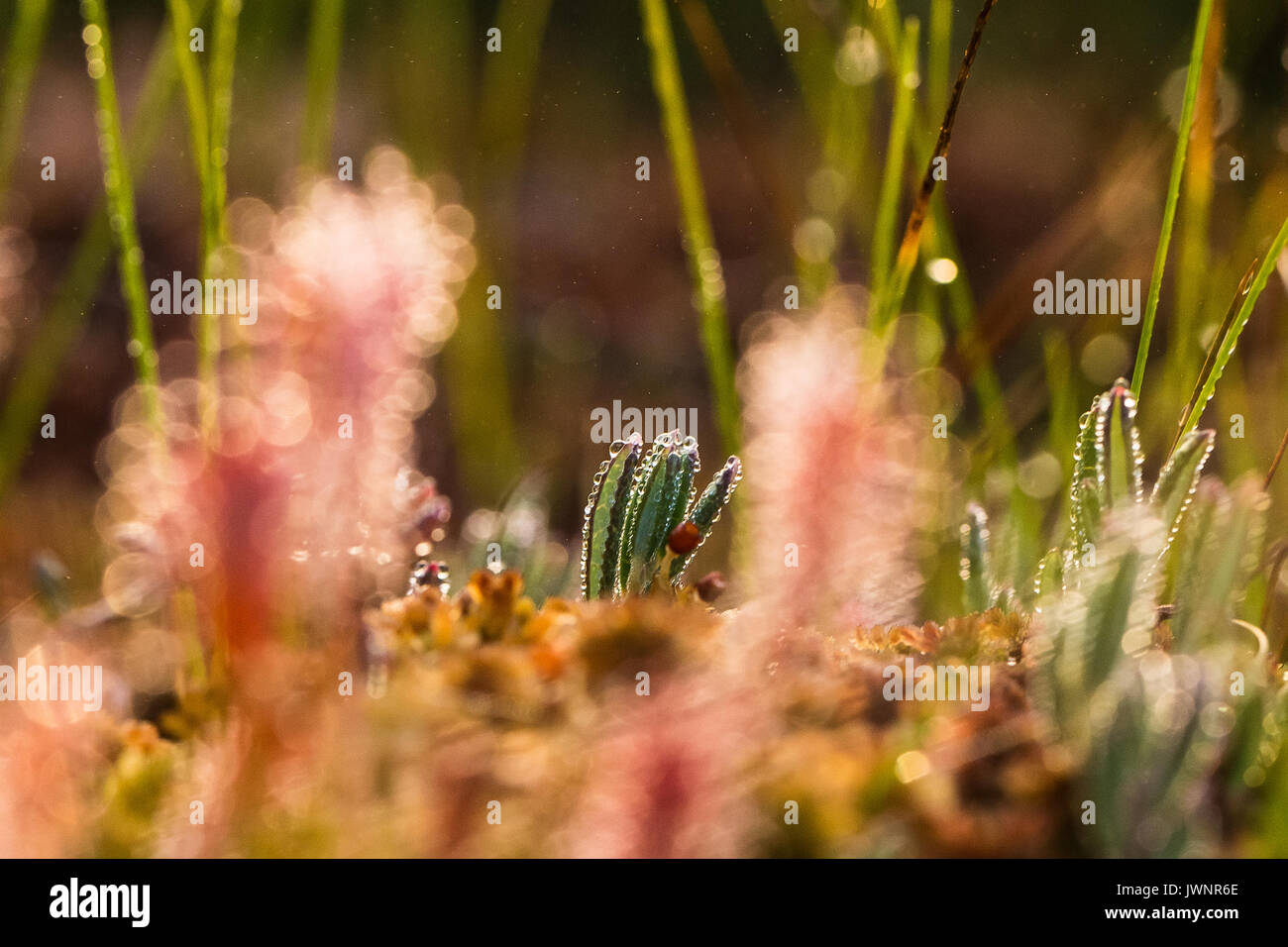 A beautiful closeup of a great sundew leaves in a morning light. Carnivorous plant in marsh. A vibrant macro photo. Stock Photo