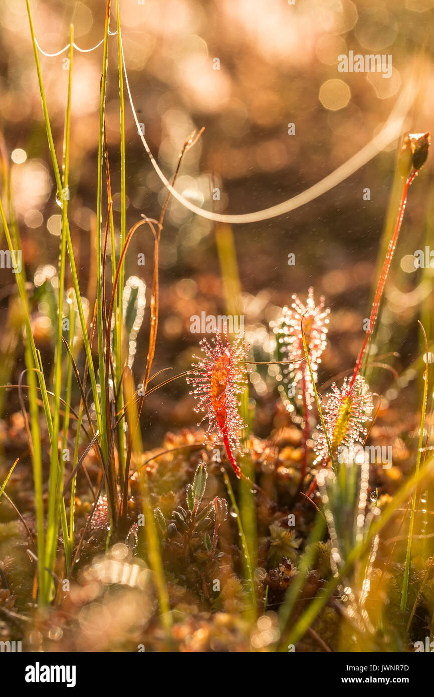 A beautiful closeup of a great sundew leaves in a morning light. Carnivorous plant in marsh. A vibrant macro photo. Stock Photo