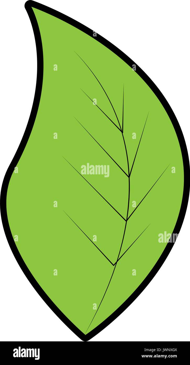leaf icon over white background colorful deisgn vector illustration ...