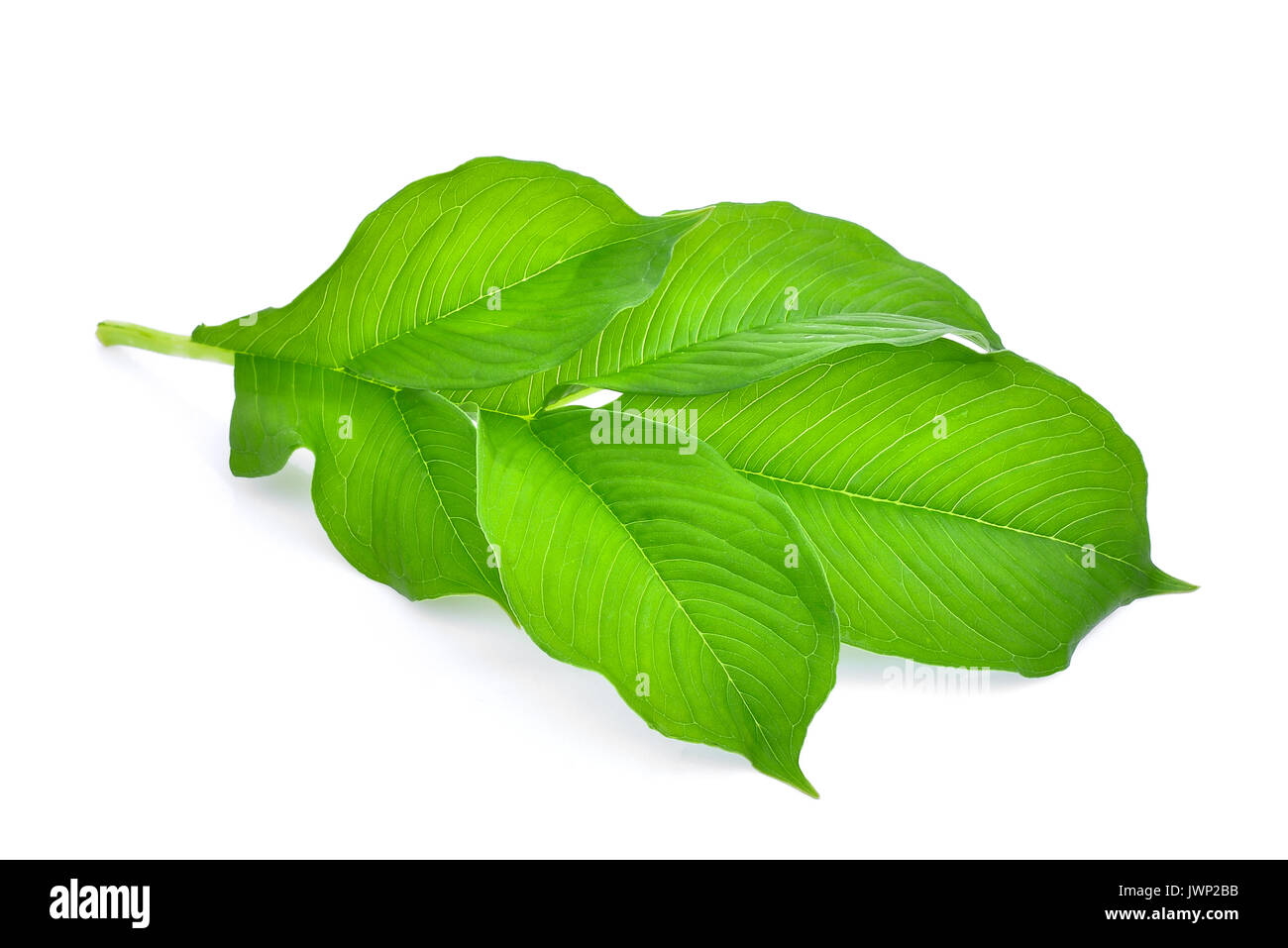 green leaf of amorphophallus paeoniifolius (dennst.) nicolson.elephant yam, stanley s water-tub, konjac isolated on white background Stock Photo