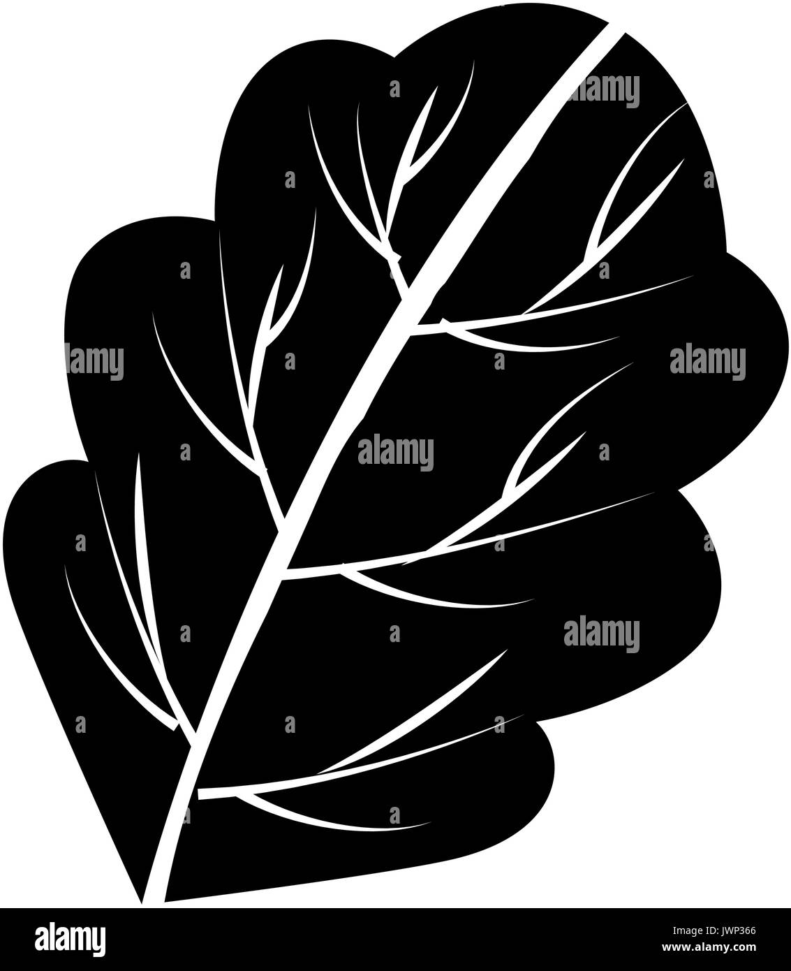 lettuce leaf icon over white background vector illustration Stock