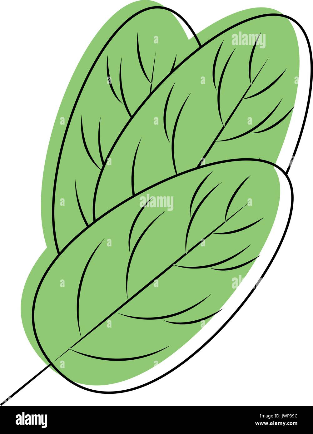 spinach leaf icon over white background vector illustration Stock ...