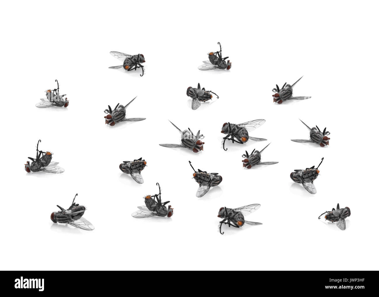 many dead flies isolated on white background Stock Photo Alamy