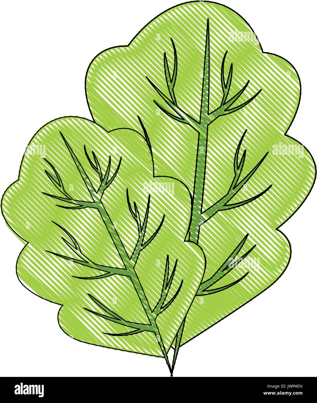 spinach leaf icon over white background vector illustration Stock ...