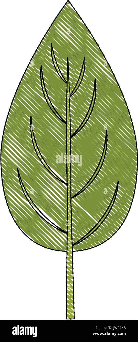 spinach leaf icon over white background vector illustration Stock ...