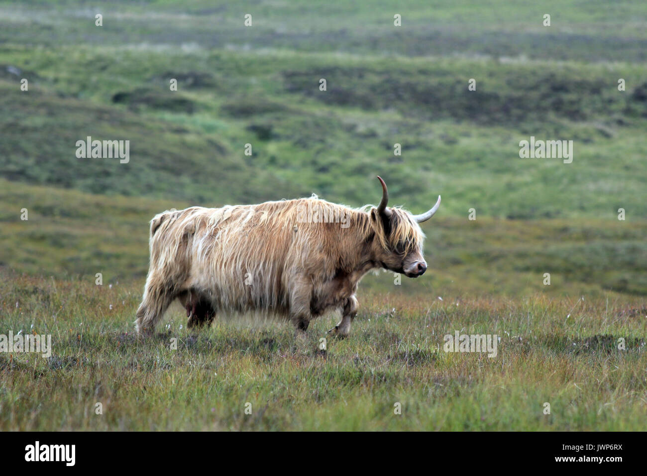 highland cow isle of skye scotland Stock Photo - Alamy