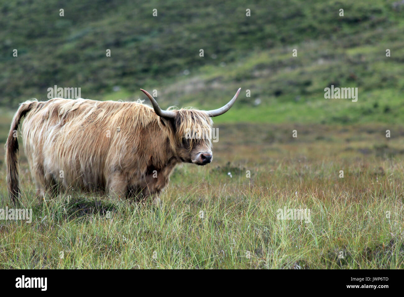 highland cow isle of skye scotland Stock Photo - Alamy
