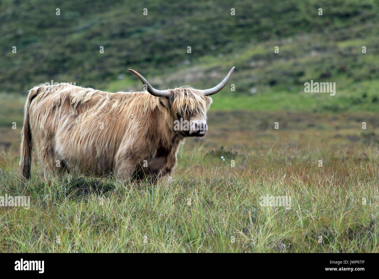 highland cow isle of skye scotland Stock Photo - Alamy
