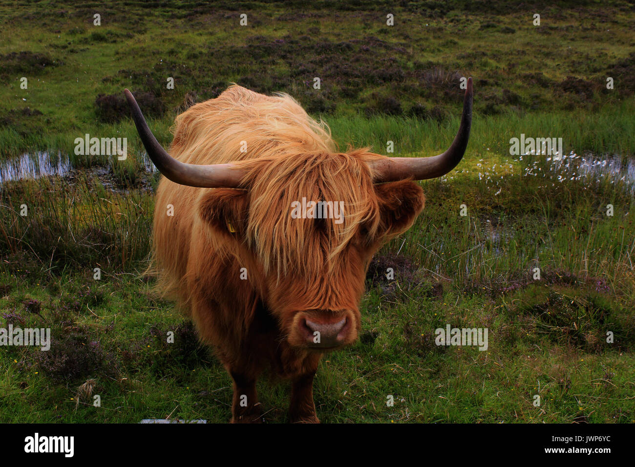 highland cow isle of skye scotland Stock Photo - Alamy