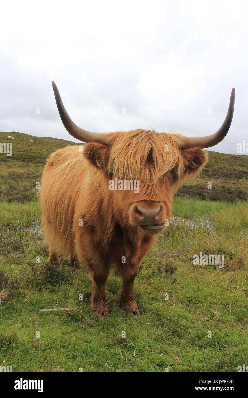 highland cow isle of skye scotland Stock Photo - Alamy