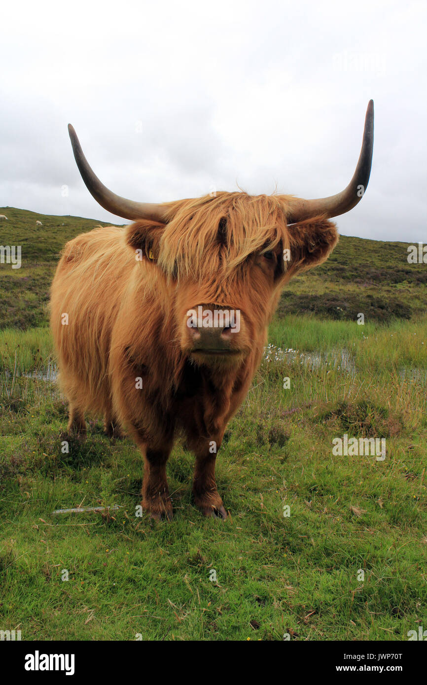 highland cow isle of skye scotland Stock Photo - Alamy