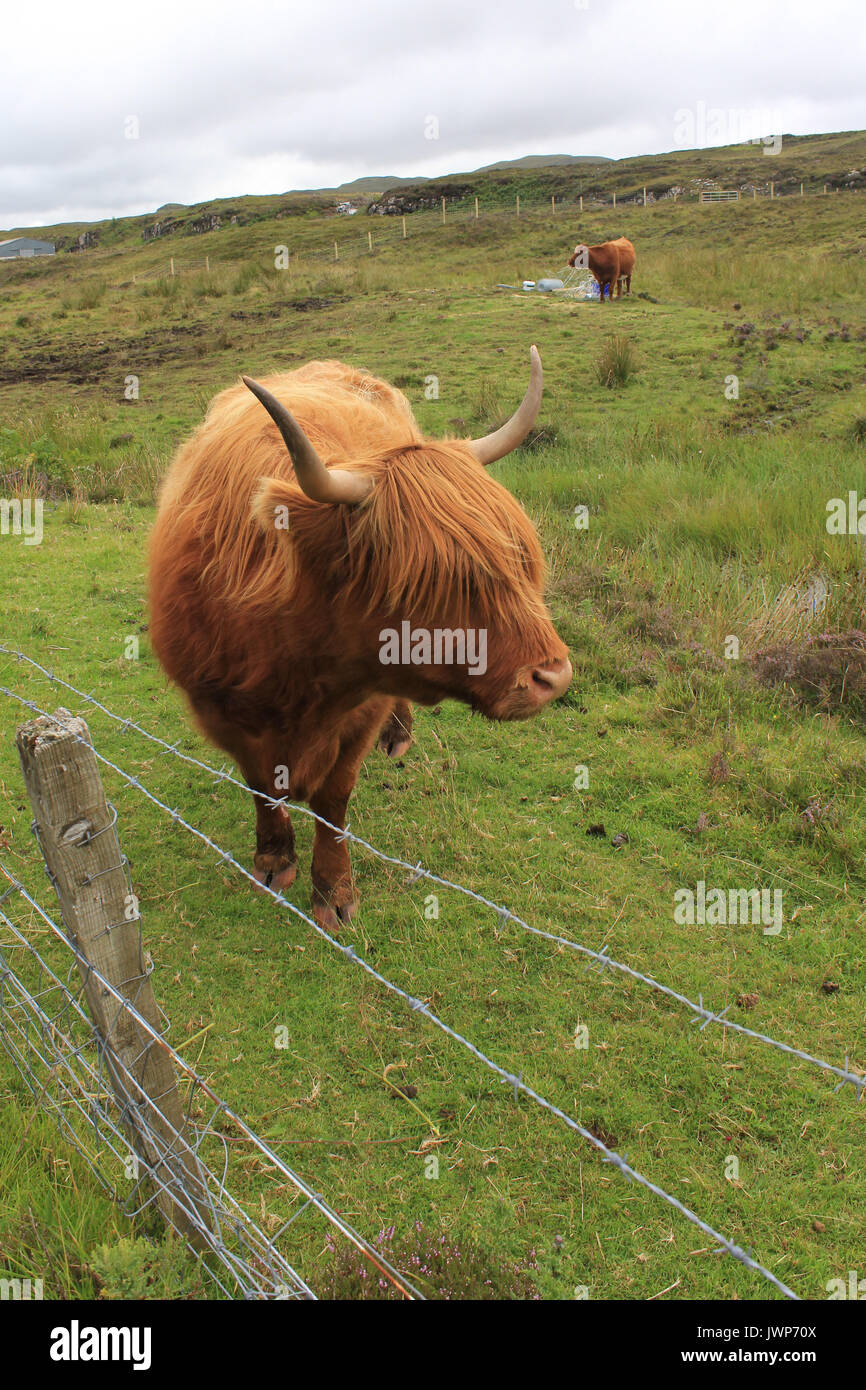 highland cow isle of skye scotland Stock Photo - Alamy