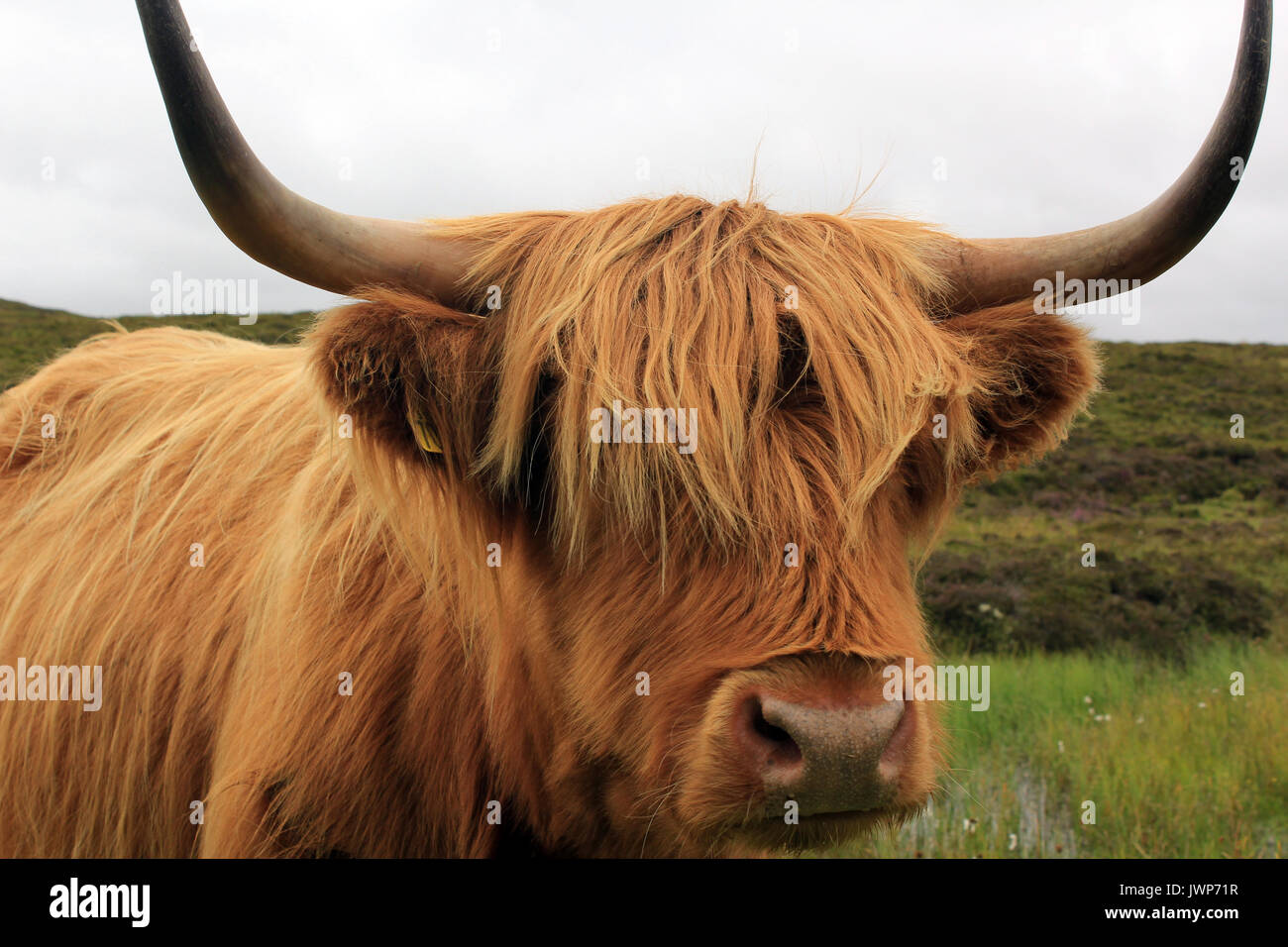 highland cow isle of skye scotland Stock Photo - Alamy